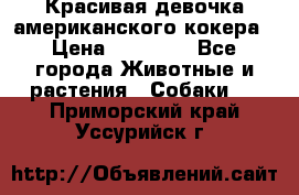 Красивая девочка американского кокера › Цена ­ 35 000 - Все города Животные и растения » Собаки   . Приморский край,Уссурийск г.